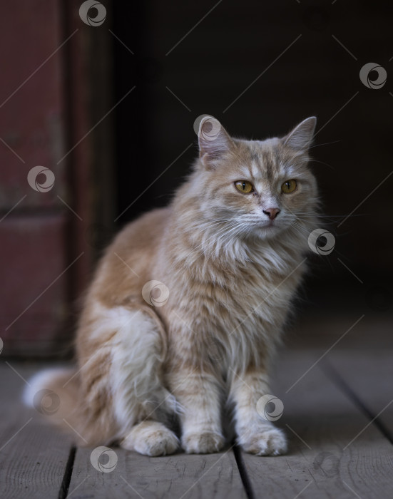 Скачать кошка фотосток Ozero