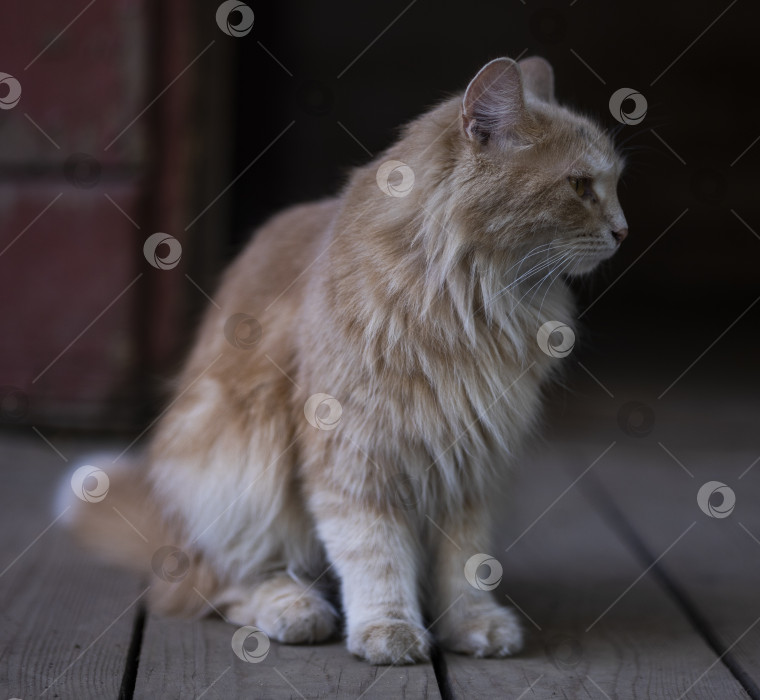 Скачать рыжеволосый кот фотосток Ozero