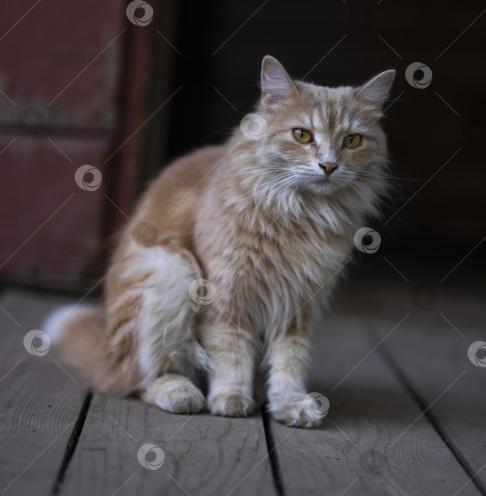 Скачать кошка фотосток Ozero