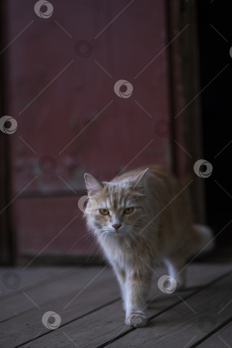 Скачать рыжая кошка фотосток Ozero