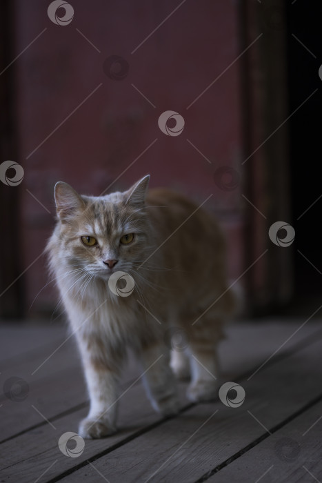 Скачать рыжеволосый кот фотосток Ozero