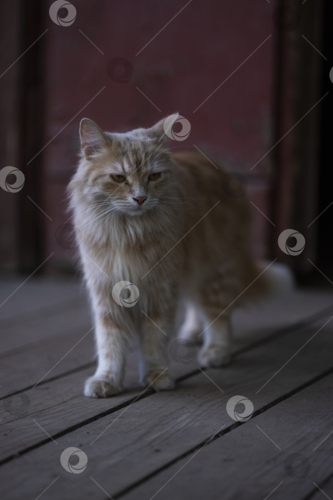 Скачать кошка фотосток Ozero