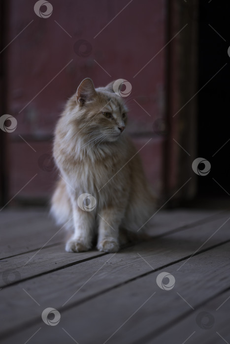 Скачать рыжая кошка фотосток Ozero