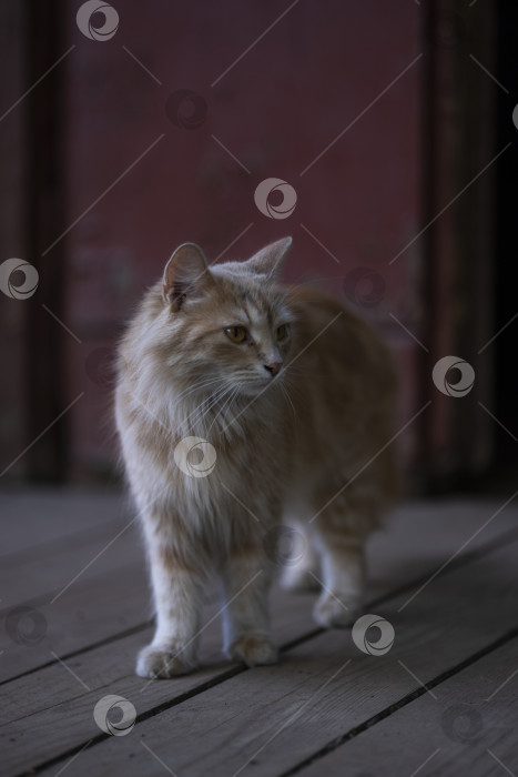 Скачать кошка фотосток Ozero