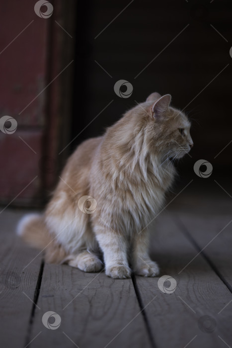 Скачать кошка фотосток Ozero