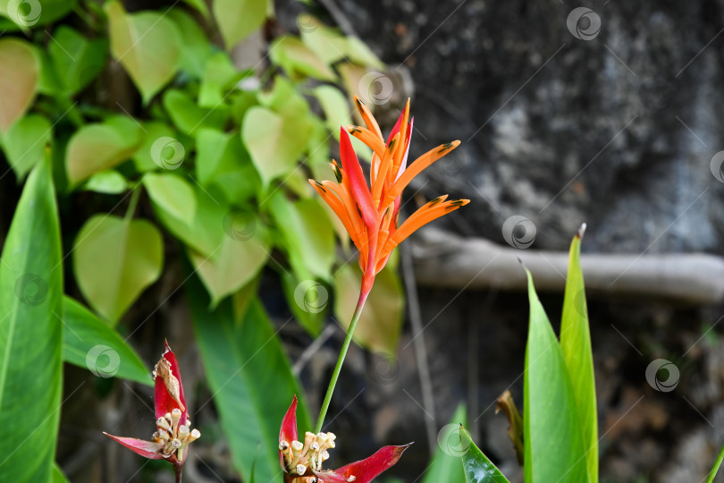 Скачать Heliconia psittacorum клюв попугая или ложная райская птица цветок апельсина цветущее семейство Heliconiaceae тропическое растение крупным планом в Дананге Вьетнам фотосток Ozero