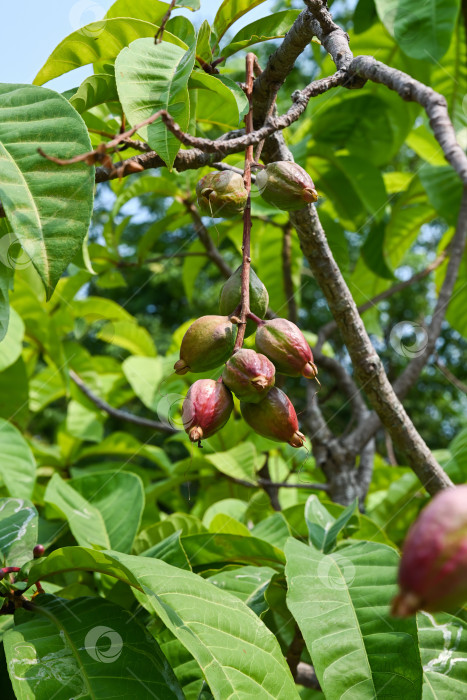 Скачать Barringtonia racemosa - слоеное дерево или обыкновенный путат с зелеными и красными плодами семейства лецитидовых (Lecythidaceae), тропическое растение крупным планом в городе Дананг, Вьетнам фотосток Ozero