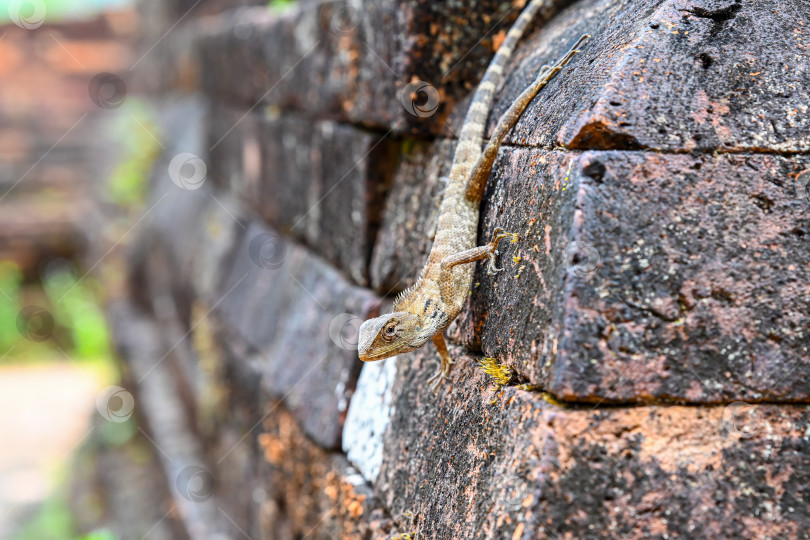 Скачать Восточная садовая ящерица calotes versicolor взбирается по древней выветренной стене из красного кирпича на руинах храма во Вьетнаме фотосток Ozero