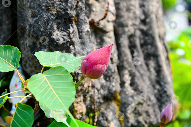 Скачать Бутон священного розового лотоса Nelumbo nucifera в сочетании с зелеными листьями религиозного фикуса бодхи крупным планом на фоне серого камня в городе Дананг Вьетнам фотосток Ozero