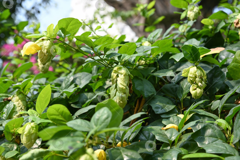 Скачать Gmelina philippensis дикий шалфей зеленый кустарник с уникальными желтыми цветами и крупными прицветниками семейство ламиевые тропическое растение в Дананге Вьетнам фотосток Ozero