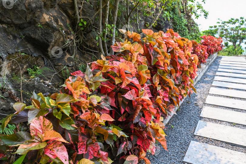 Скачать Acalypha wilkesiana copperleaf или jacobs покрывают красные кусты семейства молочайных вдоль каменной дорожки тропическое растение крупным планом в городе Дананг Вьетнам фотосток Ozero