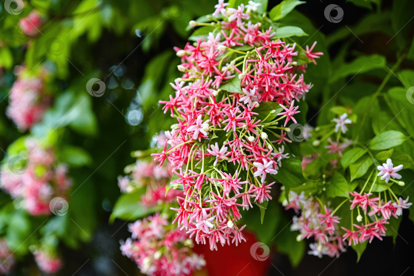 Скачать Красивые вьющиеся цветы combretum indicum rangoon, распускающиеся густыми розовыми гроздьями на виноградной лозе в тропическом саду Вьетнама фотосток Ozero