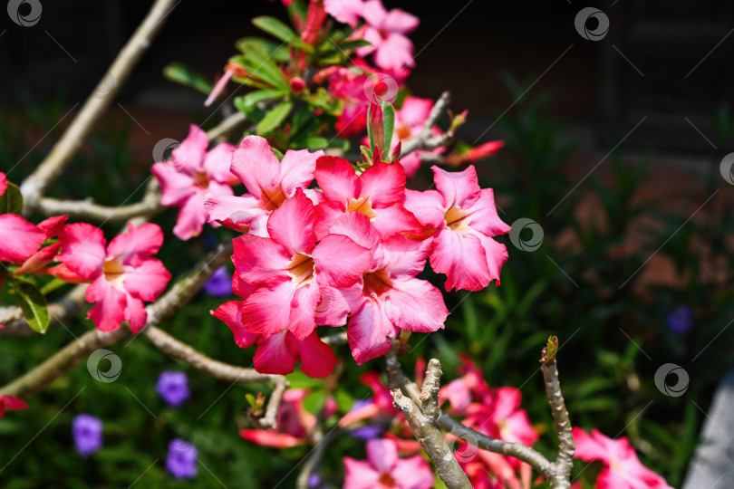 Скачать Красивые ярко-розовые цветы adenium obesum, распускающиеся на ветке в залитом солнцем тропическом саду во Вьетнаме крупным планом фотосток Ozero