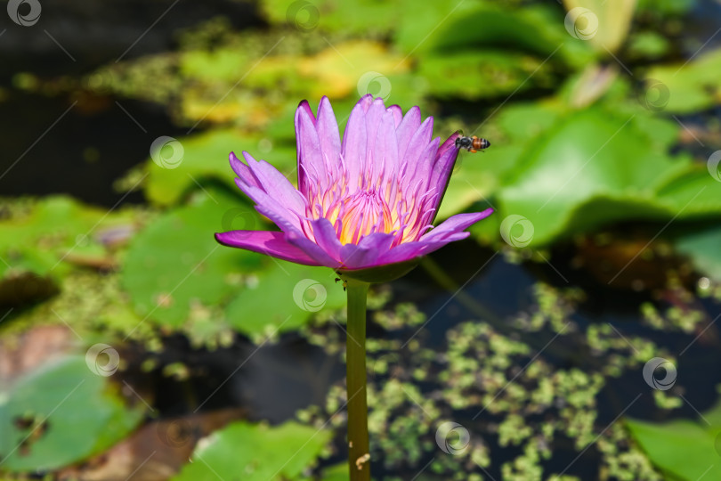 Скачать Нимфея капенсис (Nymphaea capensis) - фиолетовая водяная лилия, цветущая в пруду с летающими пчелами семейства Нимфеевых (Nymphaeaceae), тропическое растение крупным планом в Дананге, Вьетнам фотосток Ozero