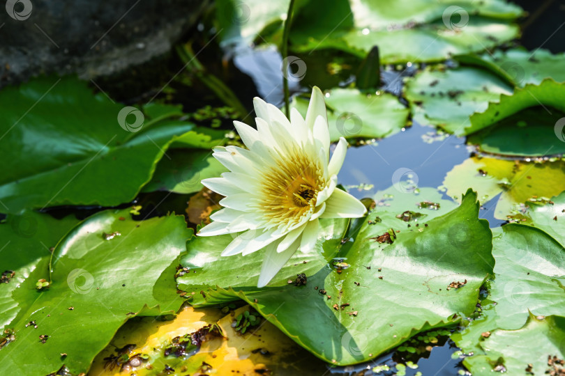 Скачать Белая водяная лилия Nymphaea alba, цветущая в пруду с зелеными листьями, семейство нимфеевых (Nymphaeaceae), тропическое водное растение крупным планом в Дананге, Вьетнам фотосток Ozero