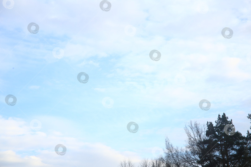 Скачать Голубое небо, облака и деревья фотосток Ozero