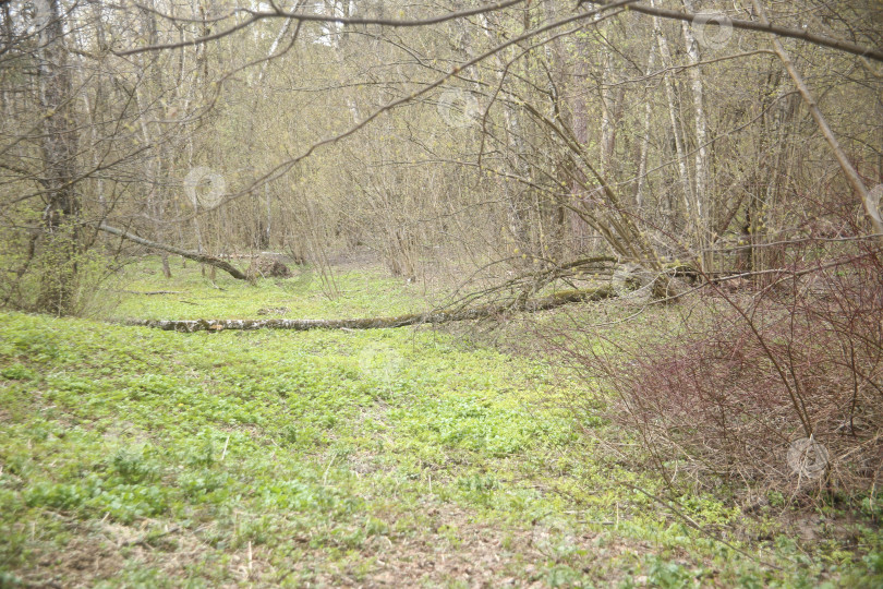 Скачать Пейзаж с видом на растения и деревья в лесу фотосток Ozero
