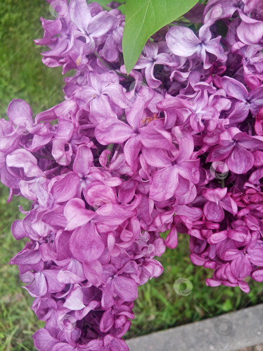 Скачать Пышные соцветия цветущей сирени крупным планом. Крупный план пышно распускающихся цветов сирени. фотосток Ozero