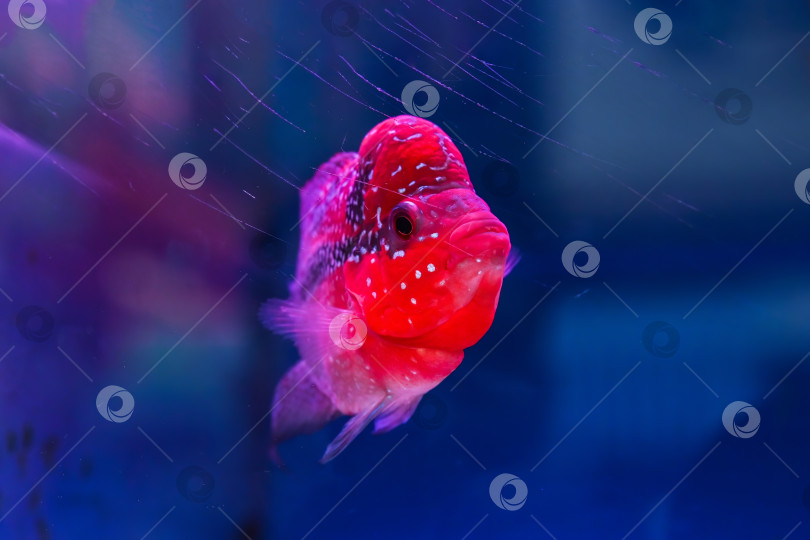 Скачать Яркая красная рыба-цихлида flowerhorn плавает в аквариуме на знаменитом рынке золотых рыбок в Гонконге. фотосток Ozero