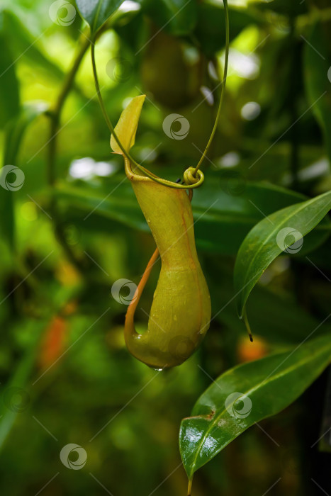 Скачать Крупный план тропического растения nepenthes pitcher, висящего на виноградной лозе в Гонконгском парке, для экзотического ботанического сада и концептуальной сцены о хищной природе фотосток Ozero