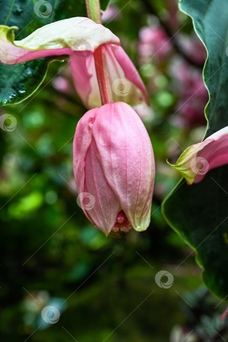 Скачать Эффектная розовая мединилла великолепная (medinilla magnifica) эффектный цветок, свисающий под густыми зелеными листьями в парке консерватории Гонконга. фотосток Ozero