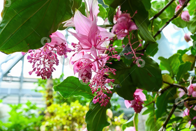 Скачать Крупный план розового цветка medinilla magnifica, распускающегося на фоне пышных зеленых листьев в Гонконгском парке для съемки экзотического тропического ботанического сада фотосток Ozero