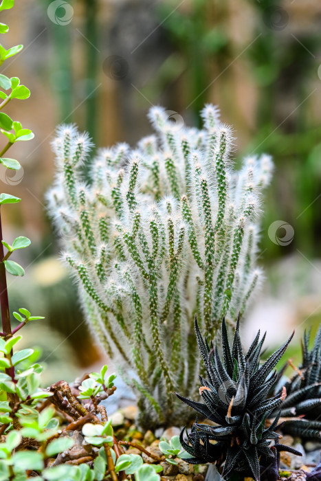 Скачать Яркий кактус Cleistocactus winteri colademononis с обезьяньим хвостом в парке Гонконга на размытом фоне крупным планом фотосток Ozero