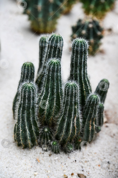 Скачать Скопление кактусов Echinopsis spachiana на песке в оранжерее Гонконгского парка с размытым фоном крупным планом фотосток Ozero