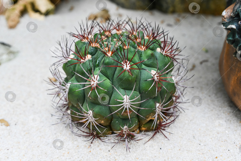 Скачать Яркое растение кактуса Gymnocalycium pflanzii chin на песке в оранжерее Гонконгского парка крупным планом фотосток Ozero