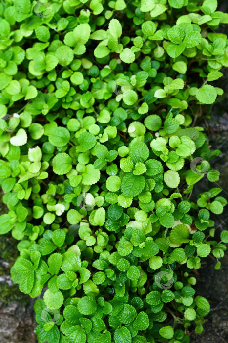 Скачать Пышная зелень Pilea nummulariifolia на фоне ползучего растения Чарли в Гонконгском парке с яркой текстурой листьев крупным планом фотосток Ozero