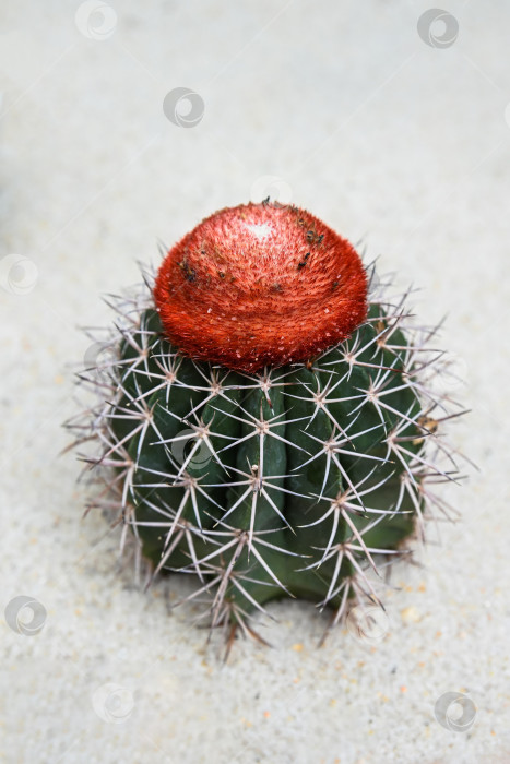 Скачать Яркий кактус Melocactus zehntneri turks cap растет на песке в оранжерее Гонконгского парка с красными головками крупным планом фотосток Ozero