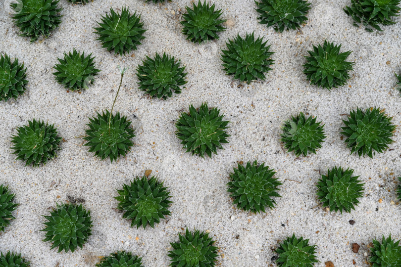 Скачать Яркие сочные растения Haworthia herbacea, вид сверху, на песке в оранжерее Гонконгского парка, создающие природный фон фотосток Ozero