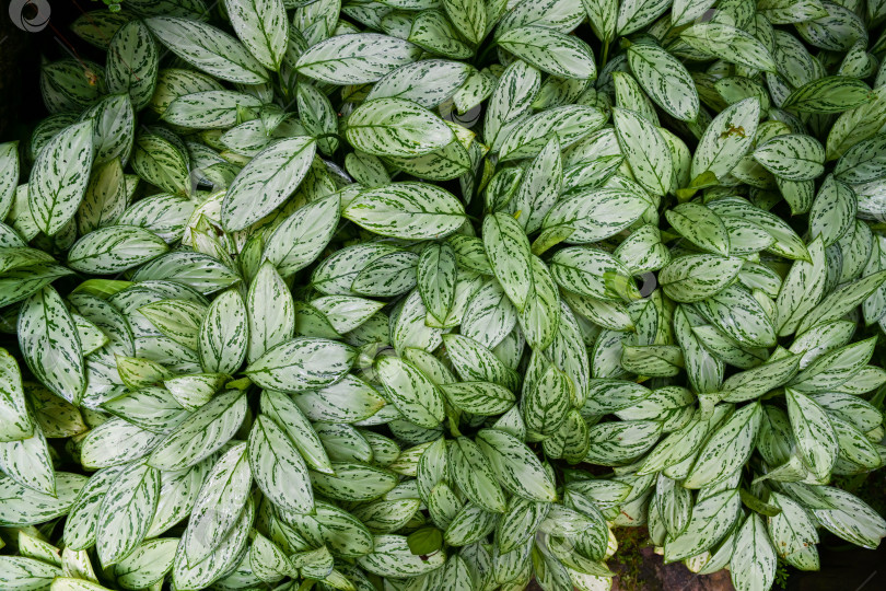 Скачать Растительный фон Aglaonema Silver Queen в парке Гонконга с яркой пестрой текстурой серебристых и зеленых листьев крупным планом фотосток Ozero