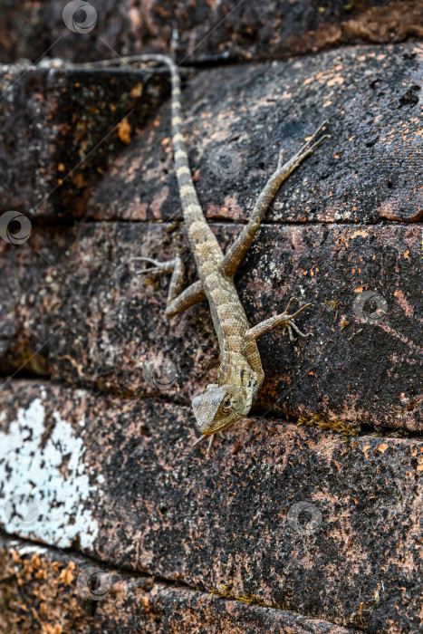 Скачать Восточная садовая ящерица calotes versicolor сидит на древней выветренной стене из красного кирпича на руинах храма во Вьетнаме фотосток Ozero