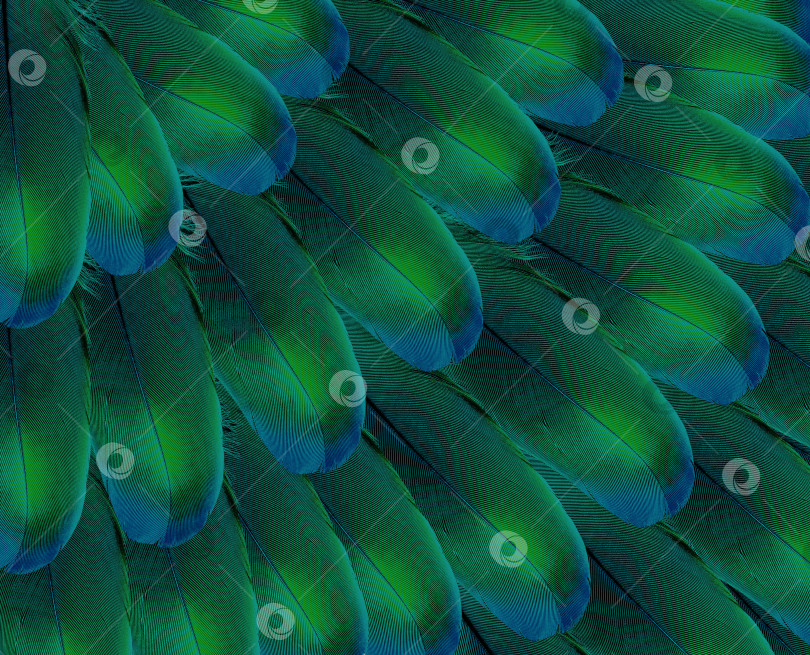 Скачать Яркий абстрактный фон из перьев тропических птиц фотосток Ozero