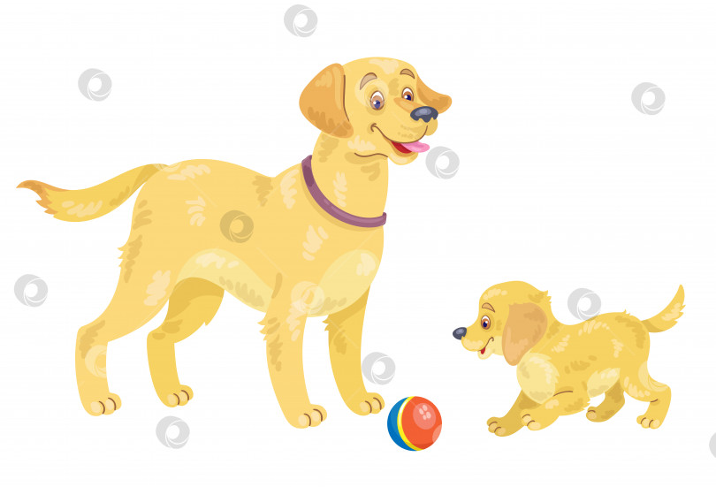 Скачать Взрослый золотистый ретривер и забавный щенок играют с мячом. фотосток Ozero