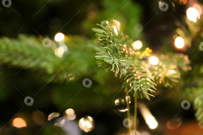 Скачать Ветви рождественской елки крупным планом украшены гирляндами огней фотосток Ozero