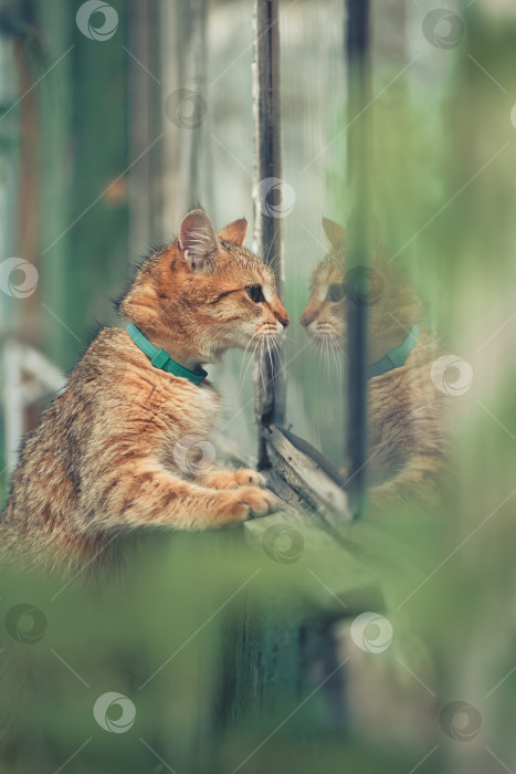 Скачать Рыжая полосатая кошка, стоящая на задних лапах в бирюзовом ошейнике, вглядывается в свое отражение в окне, выглядя любопытной, задумчивой и наблюдательной при естественном дневном свете фотосток Ozero