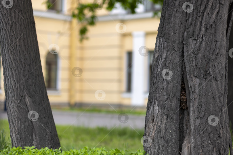 Скачать Зеленая лужайка с деревьями и желтое городское здание под голубым небом с белыми облаками. фотосток Ozero