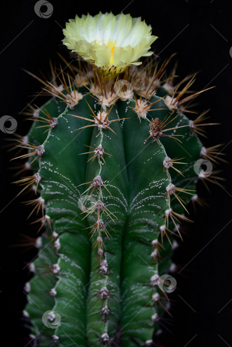 Скачать Кактус в горшке astrophytum ornatum с острыми шипами и желтыми цветками распускается на черном фоне крупным планом фотосток Ozero