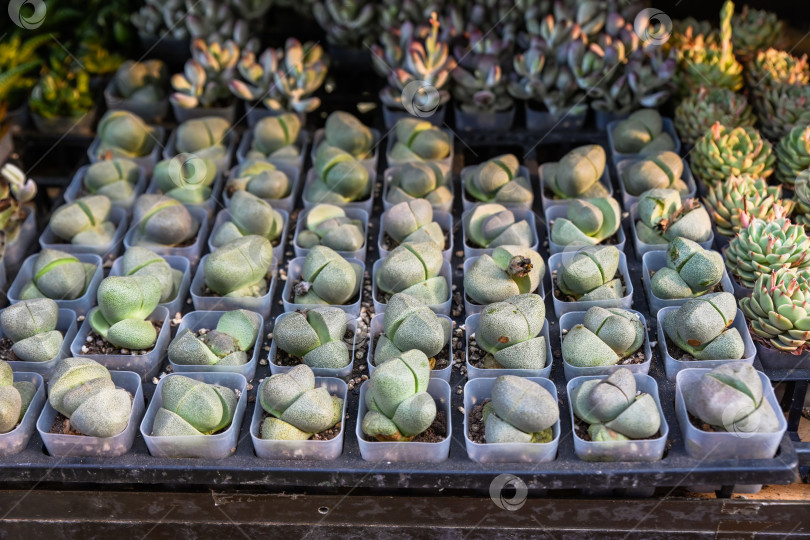 Скачать Множество небольших суккулентных растений в горшках pleiospilos, nelii, split rock и echeveria на полке магазина на цветочном рынке в Гонконге фотосток Ozero