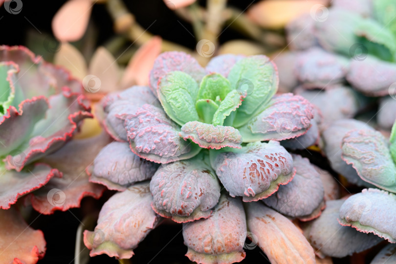 Скачать Комнатный суккулент echeveria linguas с бугристыми фиолетовыми и зелеными розеточными листьями растет в окружении других растений фотосток Ozero