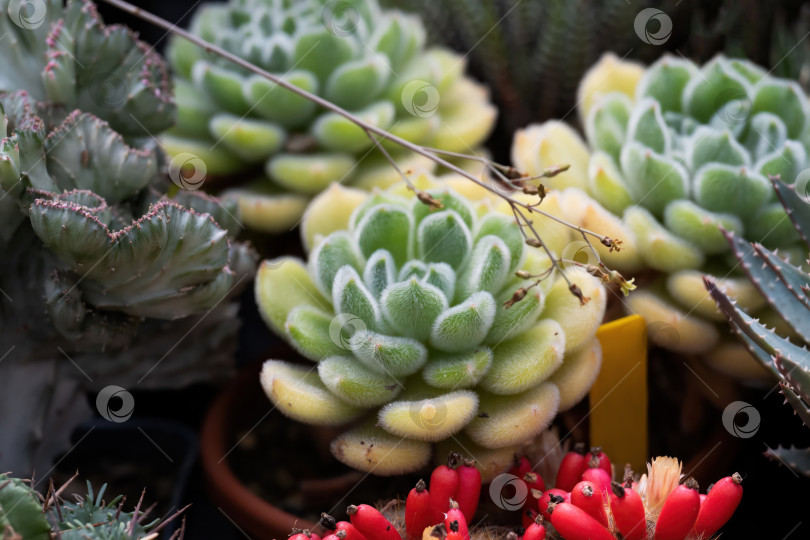 Скачать Комнатный суккулент echeveria setosa с опушенными зелеными розеточными листьями растет в окружении других растений фотосток Ozero
