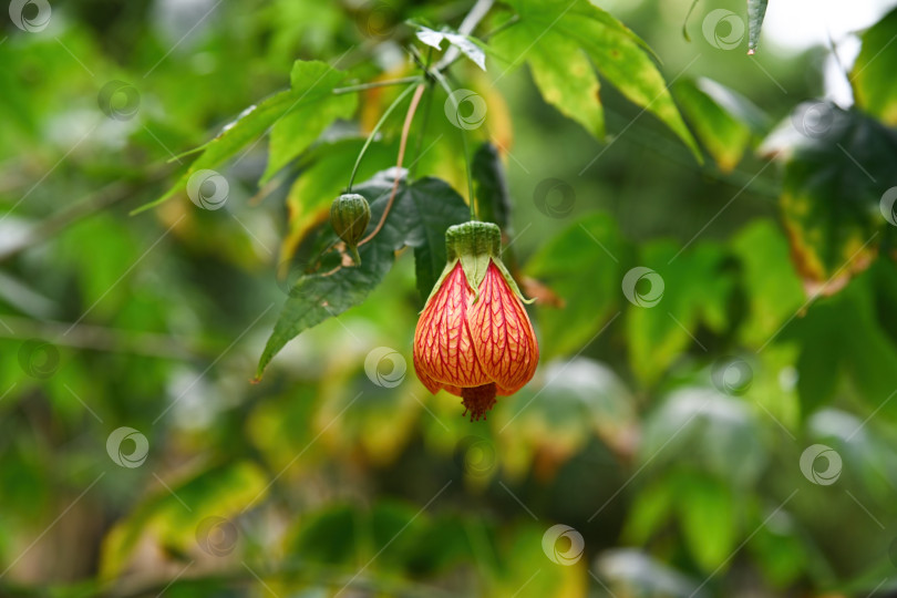 Скачать Крупный план полосатого оранжевого цветка-фонаря abutilon pictum, висящего на ветке с зелеными листьями в саду в Макао. фотосток Ozero