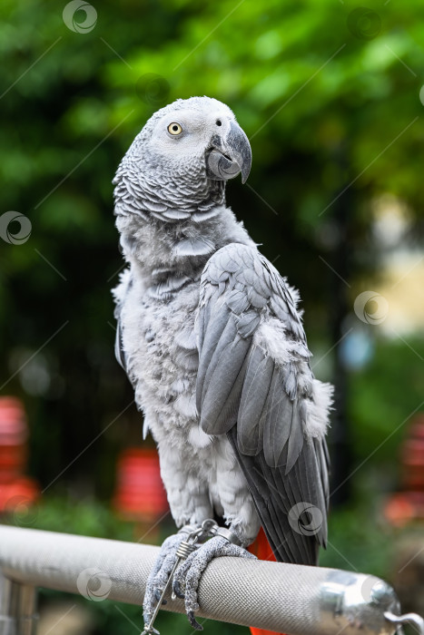 Скачать Крупный план серого попугая psittacus erithacus, сидящего на металлических перилах на фоне ярко-зеленой листвы в Макао. фотосток Ozero