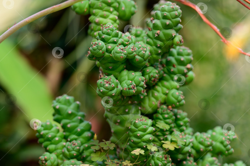Скачать Комнатный суккулент euphorbia ritchiei с узловатыми зелеными стеблями растет в окружении крошечных сорняков, вид крупным планом фотосток Ozero