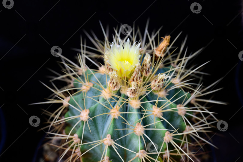 Скачать На черном фоне растет кактус в горшке ferocactus glaucescens с острыми шипами и желтым цветком фотосток Ozero