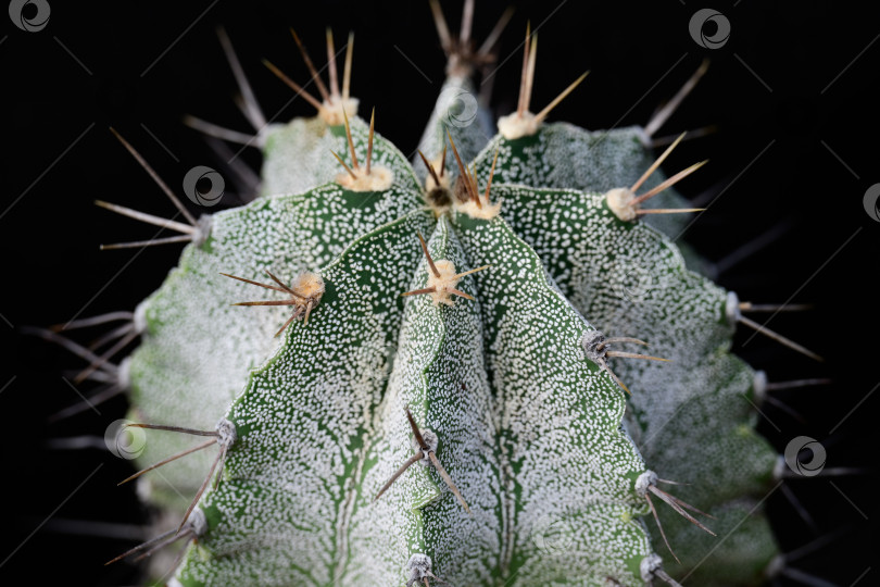 Скачать На черном фоне растет кактус в горшке astrophytum ornatum с острыми шипами и белыми крапинками фотосток Ozero