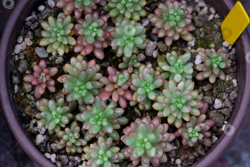 Скачать В цветочном горшке растет суккулентное растение sedum rubrotinctum aurora с зелеными листьями с розовыми кончиками фотосток Ozero