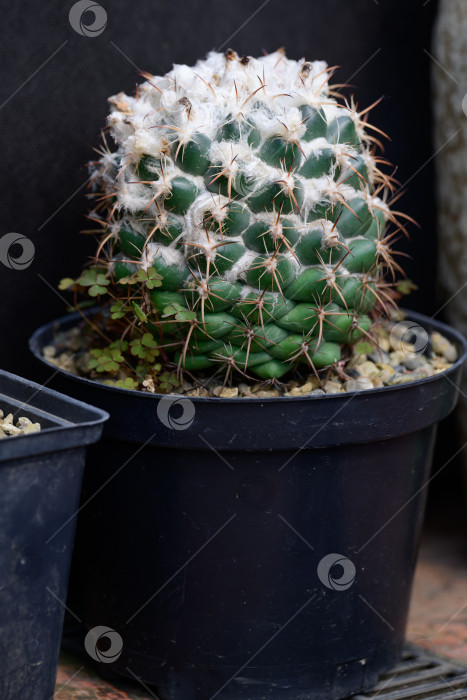 Скачать Кактус маммиллярия полителе (mammillaria polythele) в горшке с белыми мохнатыми пучками и острыми колючками растет в пластиковом черном цветочном горшке фотосток Ozero